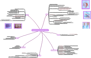 Modificações locais no organismo materno 