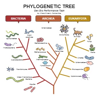 Phylogeny Evolutionary Phylogenetic Tree