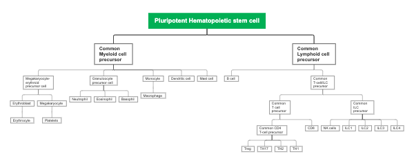 Hematopoiesis