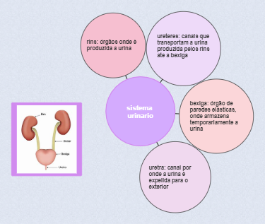 Hệ Thống Tiết Niệu