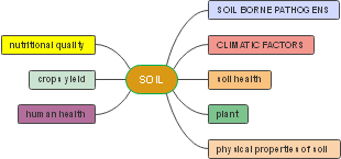 Soil's Impact: From Nutritional Quality to Human Health