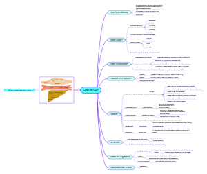 Ciclo de Cori