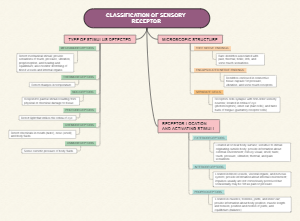 Mind Map Of Sensory Receptor Classification