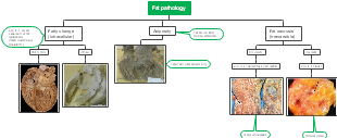 Fat pathology