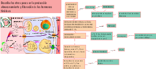 ALMACENAMIENTO DE LAS HORMONAS DENTRO DE LA TIROGLOBULINA EN EL COLOIDE