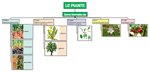 A mind map of plants