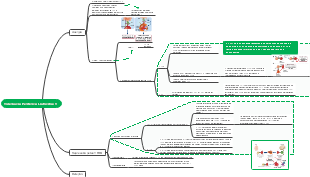 Tolerância Periférica Linfócitos T