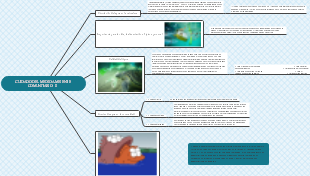 CUIDADO DEL MEDIO AMBIENTE COMUNITARIO - II 