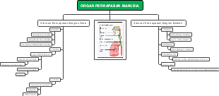 ORGAN PERNAPASAN MANUSIA