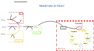 Metabolismo do Etanol