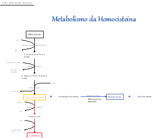 Metabolismo da Hcy