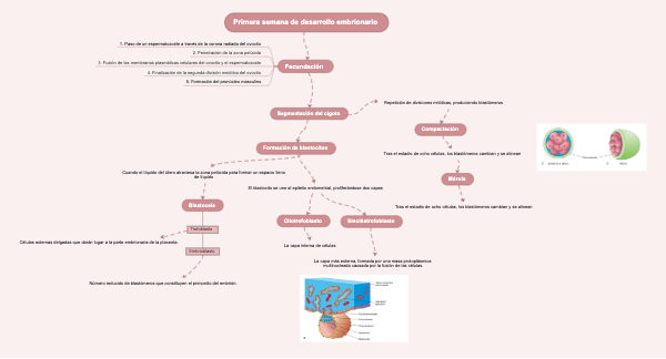 Primera semana de desarrollo embrionario
