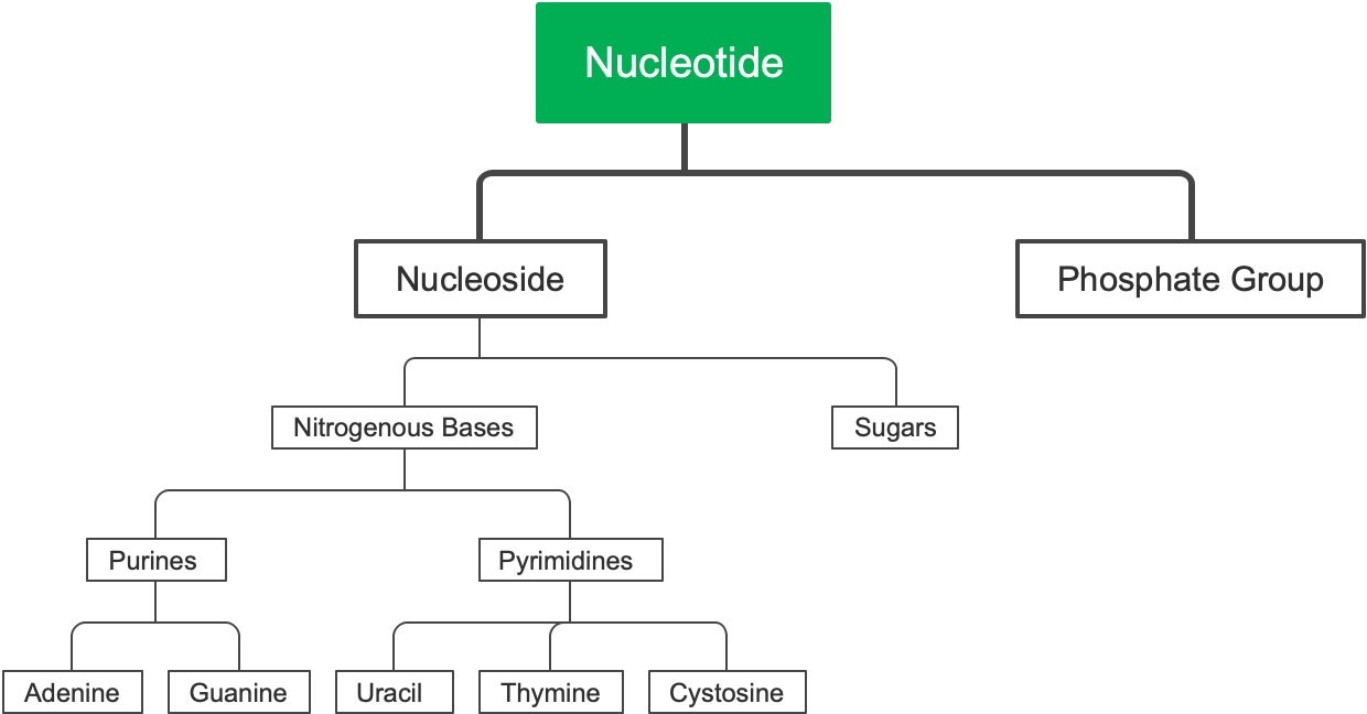 Nucleoside