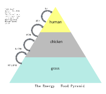 Energy Flow - Food Pyramid Diagram