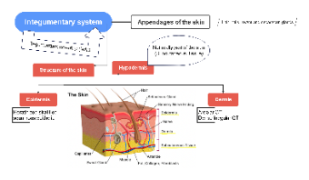 Integumentary System Diagram