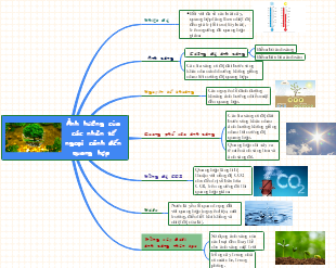 Ảnh Hưởng Của Các Nhân Tố Ngoại Cảnh Đến Quang Hợp