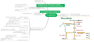 Prostaglandins Function Mind Map