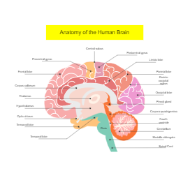 Anatomy of The Human Brain Design