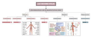 Las funciones vitales