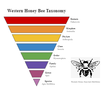 Bee Species Taxonomy Chart