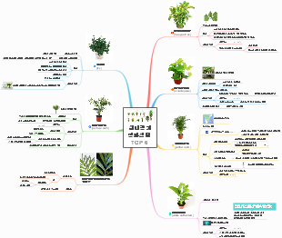 실내공기 정화식물 TOP 6