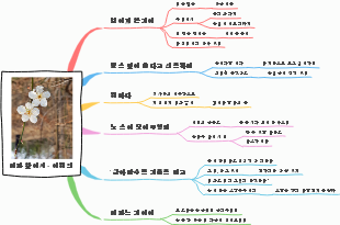 매화 앞에서