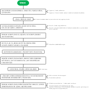 Immune Response and Pathophysiology Mind Map