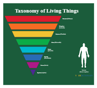 Taxonomy Charts for Humans