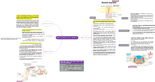 MEDULA ESPINAL E ARCO REFLEXO