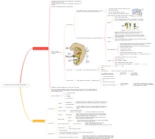 11-desarrolo de aparato digestivo