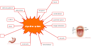 Digestive system