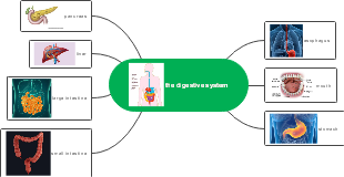 The digestive system