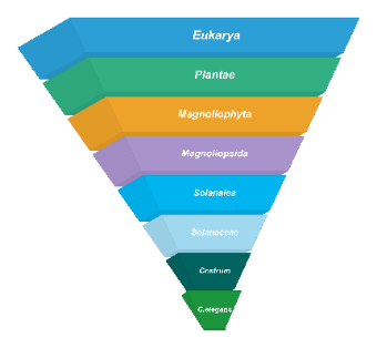 Biological pyramid diagram