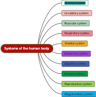 Systems of the human body