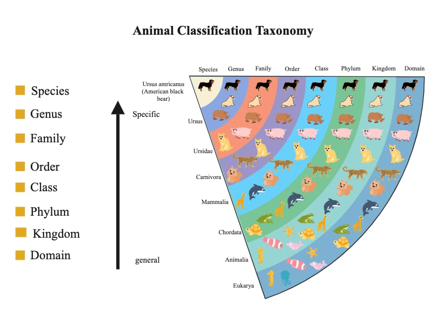 Taxonomy Classification Chart
