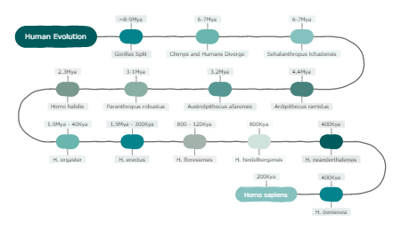 "Human Evolution（人类进化）"