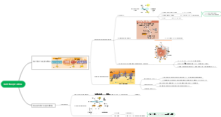 Cell Respiration (week 4)