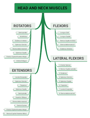 Head and Neck Muscles