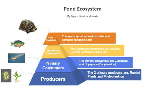 Pond Ecosystem Pyramid