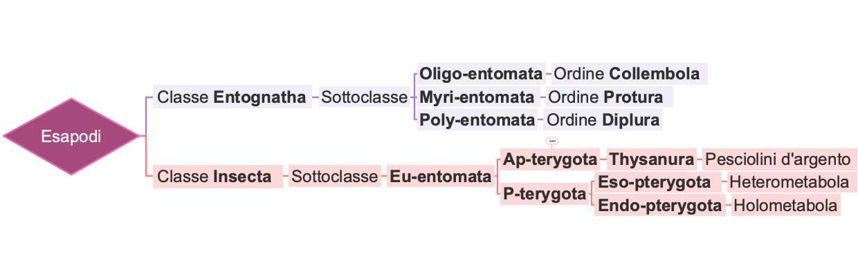 Classificazione degli Esapodi
