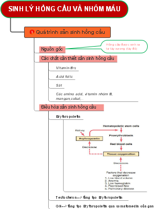 Physiology of Red Blood Cells (RBC) and Blood Group