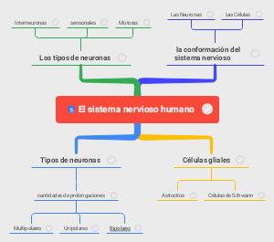 The Human Nervous System