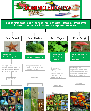Dominio Eukarya