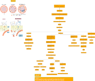 The Mind Map of the Essence of Science