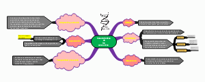 A mind map of biological characteristics