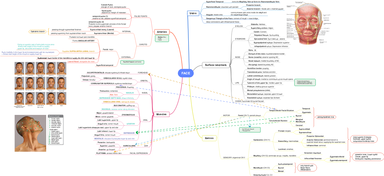 Antomy of the Face