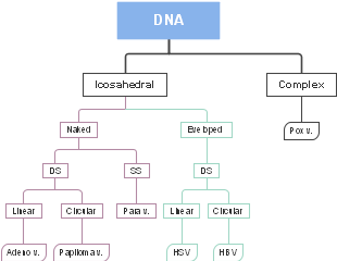 DNA