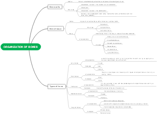 ORGANIZATION OF BONES
