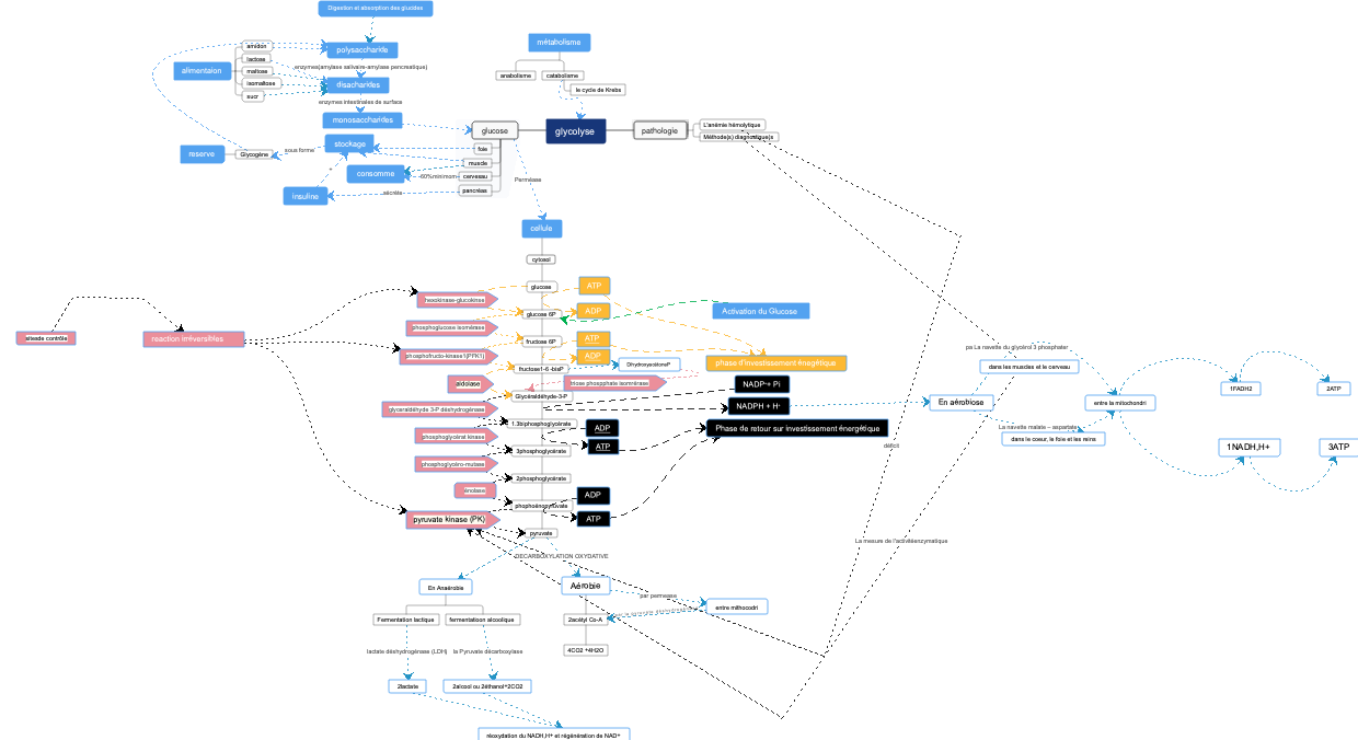 A mind map of cells