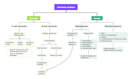 Immune system